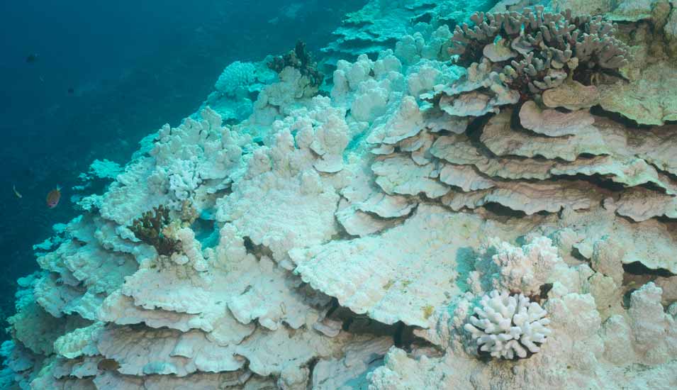 Gebleichtes Korallenriff bei Hawaii in den warmen Wassern während des "El Nino".