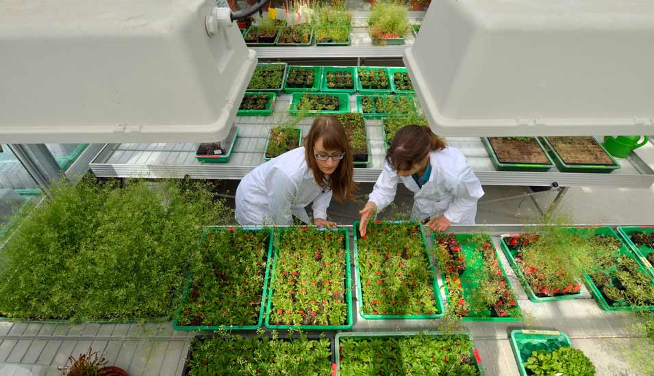 Zwei Wissenschaftlerinnen betrachten Pflanzen in einem Forschungsgewächshaus