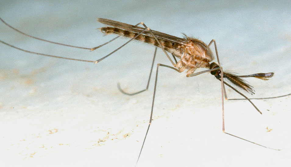 Nahaufnahme einer Fiebermücke, über die Malaria übertragen wird.