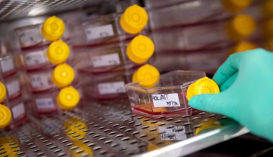 Eine Labor-Mitarbeiterin stellt eine Flasche mit einer Zellkultur in einen Inkubator, in dem bereits mehrere Proben stehen.
