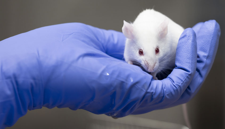 Tierversuche: Eine Versuchsmaus auf der Hand eines Laborangestellten.