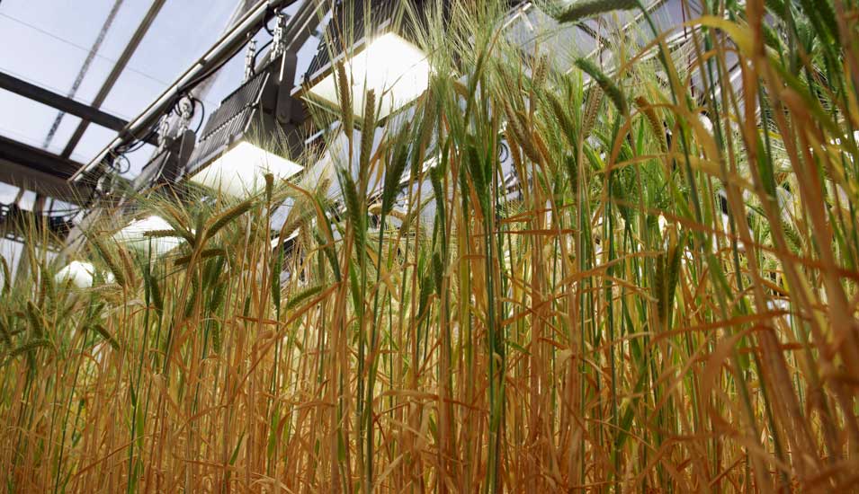 Symbolbild für gentechnisch veränderte Pflanzen: Gerstenpflanzen unter Scheinwerfern in einem Gewächshaus
