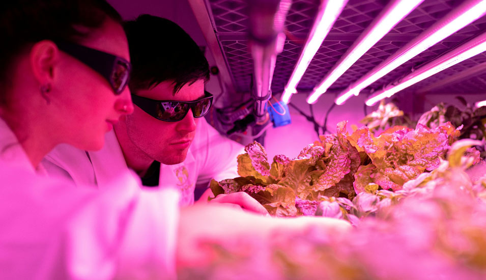 Eine Frau und ein Mann befinden sich in einem Labor mit speziellem rosarotem Licht für Pflanzen, die sie offensichtlich erforschen. 