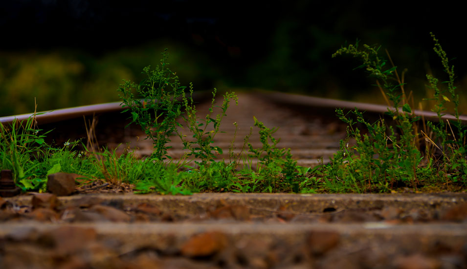 Ein Bahngleis ist in Nahaufnahme zu sehen, das mit Pflanzen überwuchert ist, weil schon lange kein Fahrzeug mehr gefahren ist. 