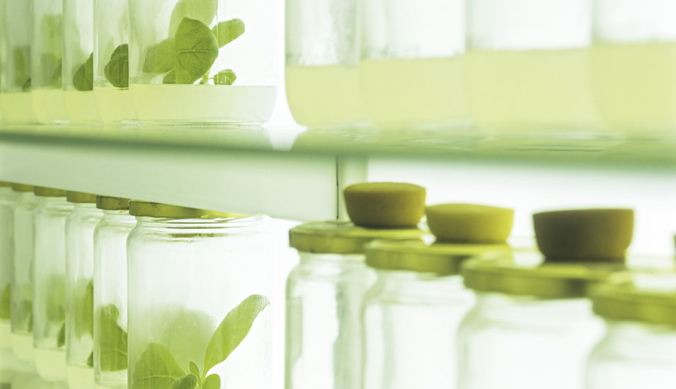 Das Foto zeigt Gläser mit Setzlingen in einem Labor für Pflanzenzüchtung.