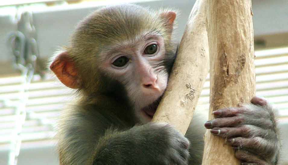 Ein Makaken Affe kaut in seinem Käfig an der Universität in Bremen an einem Ast.