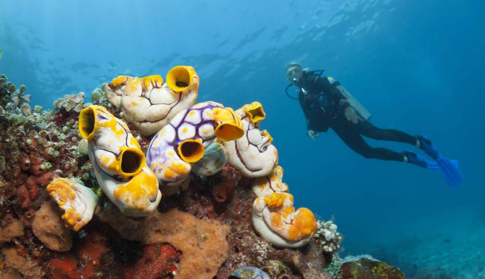 Taucher bei Korallenriff