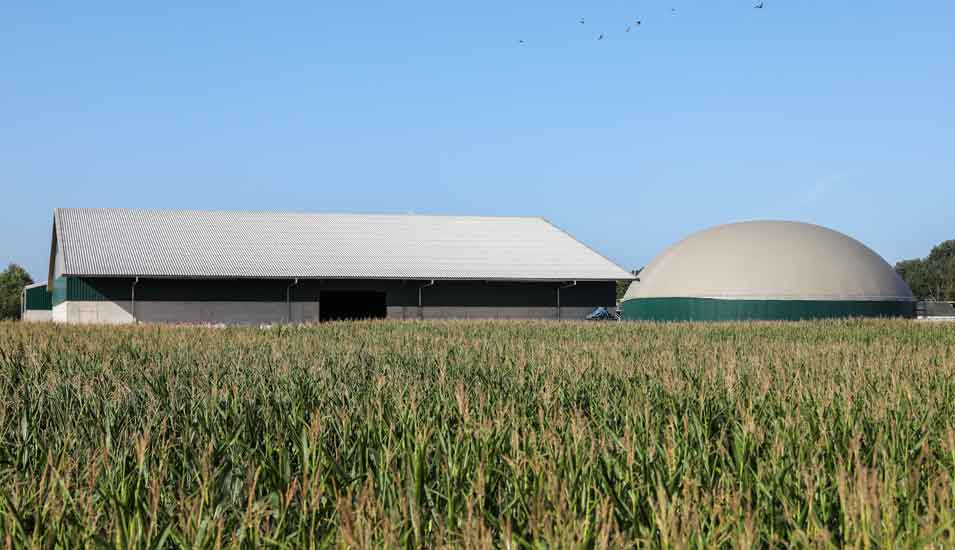 Die runde Kuppel einer Biogasanlage ragt aus dem Maisfeld eines Agrarbetriebes bei Grimma. So genannter Energiemais wird extra für die Energieerzeugung angebaut. 
