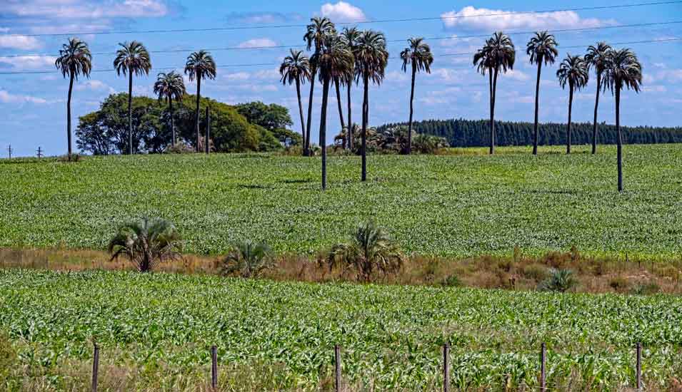 Blick auf ein Sojafeld in Uruguay.