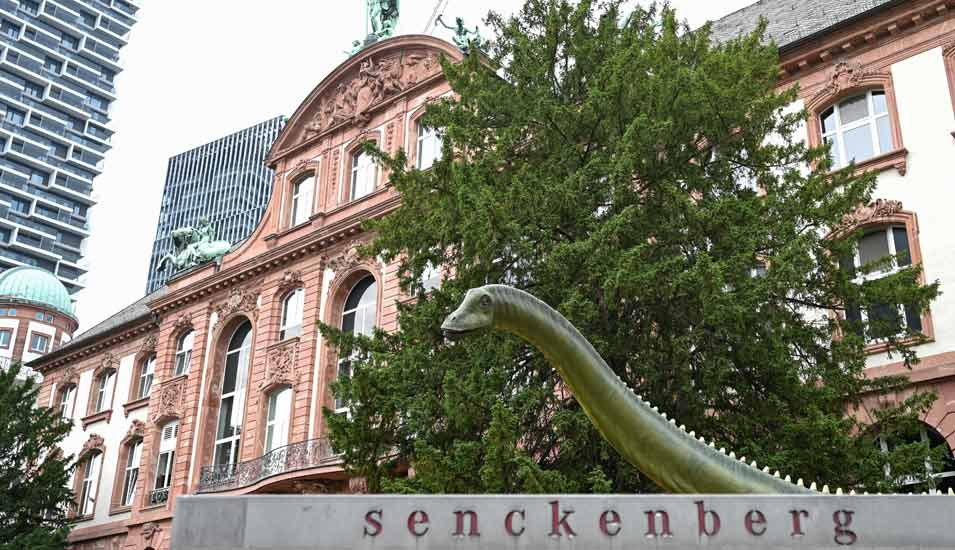 Ein rekonstruierter Langhals-Dinosaurier (Diplodocus longus) steht als Wahrzeichen vor dem Eingangsbereich des Senckenberg-Museums. 