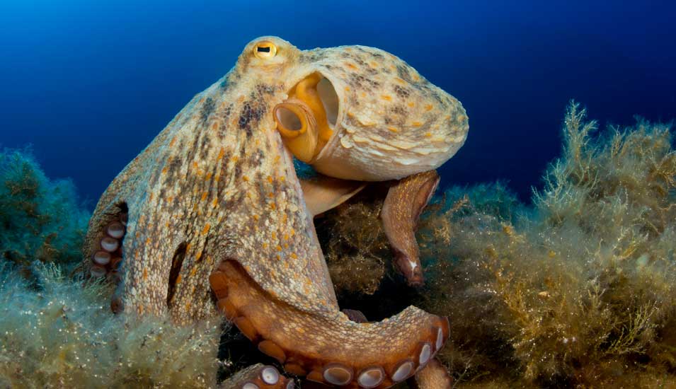 Octopus vulgaris am Meeresboden