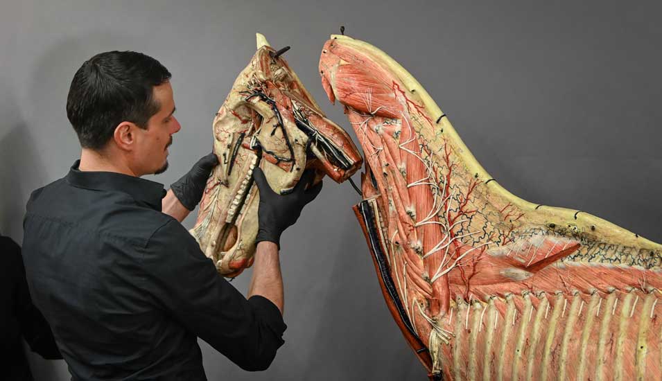 Ein Restaurateur befestigt den Kopf des Pferdemodells. Muskeln und Adern sind sichtbar.