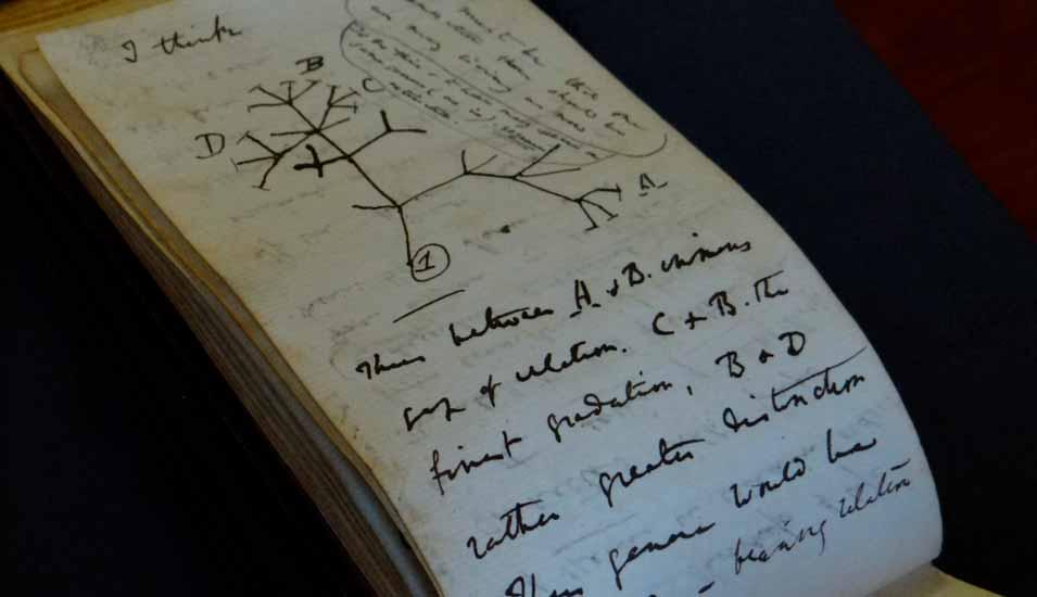In einem der Bücher ist eine Skizze des berühmten Lebensbaums von Darwin aus dem Jahr 1837 zu sehen.