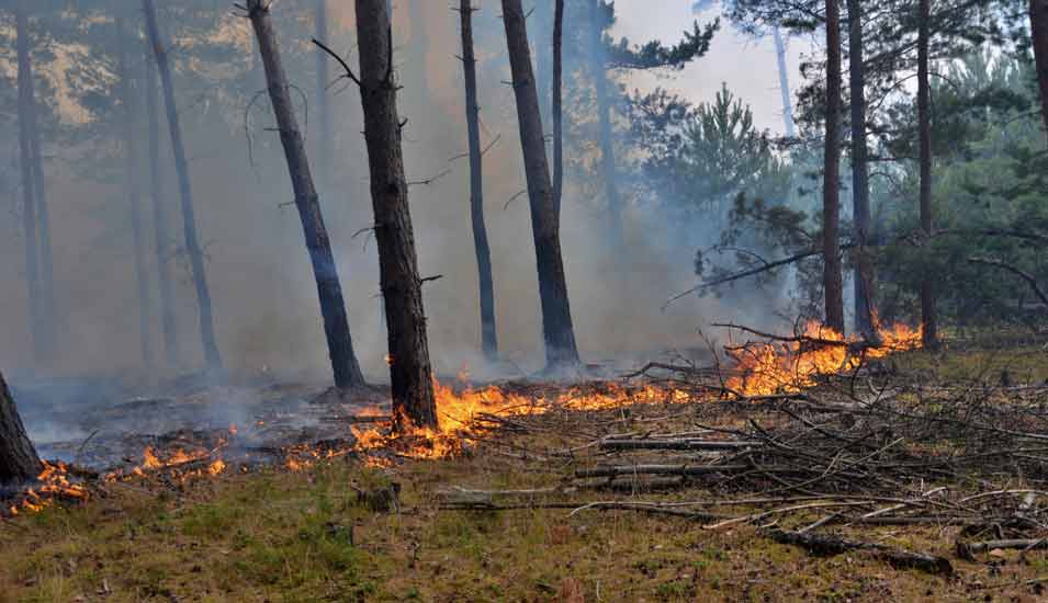 Flammen lodern Anfang Juli 2022 bei einem Waldbrand auf einem ehemaligen Truppenübungsplatz in der Lieberoser Heide in der Lausitz.