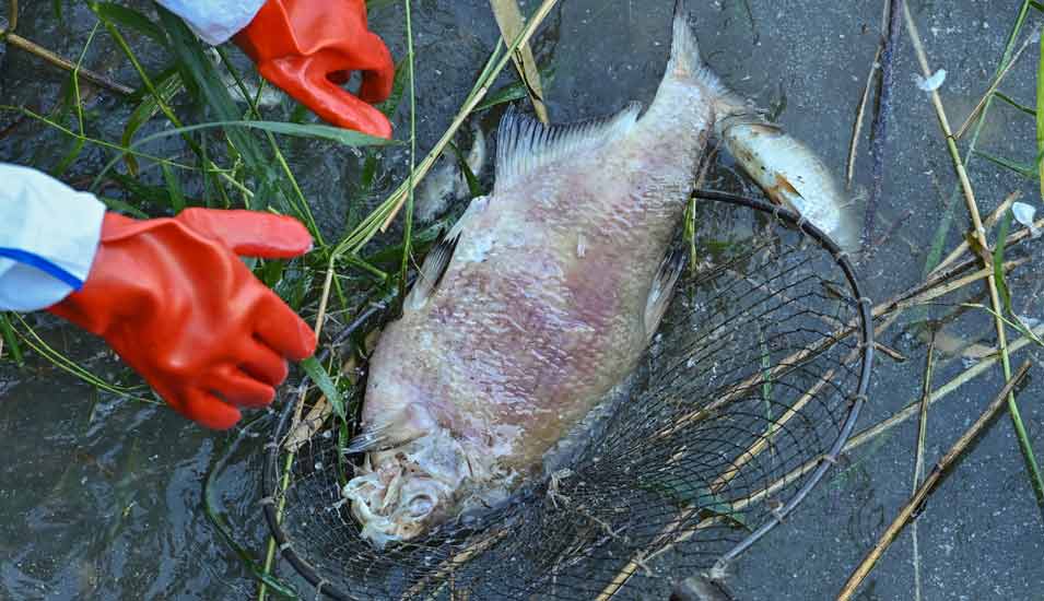 Ein toter und schon stark verwester Fisch wird von Helfern aus dem Wasser des deutsch-polnischen Grenzflusses Westoder, nahe dem Abzweig vom Hauptfluss Oder, geborgen. 