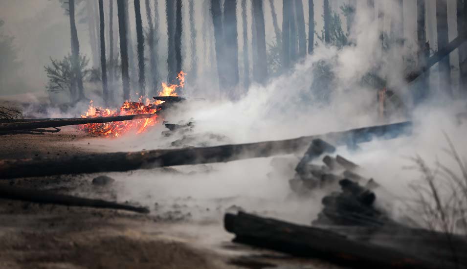 Brennende Bäume blockieren einen Weg während eines Waldbrandes in Brandenburg.