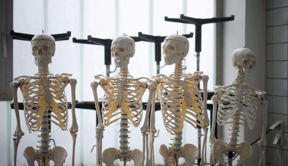 Künstliche Skelette stehen am Institut für Anatomie und Zellbiologie der Justus-Liebig-Universität Giessen in einem Saal, in dem Studierende an Körperspenden arbeiten.