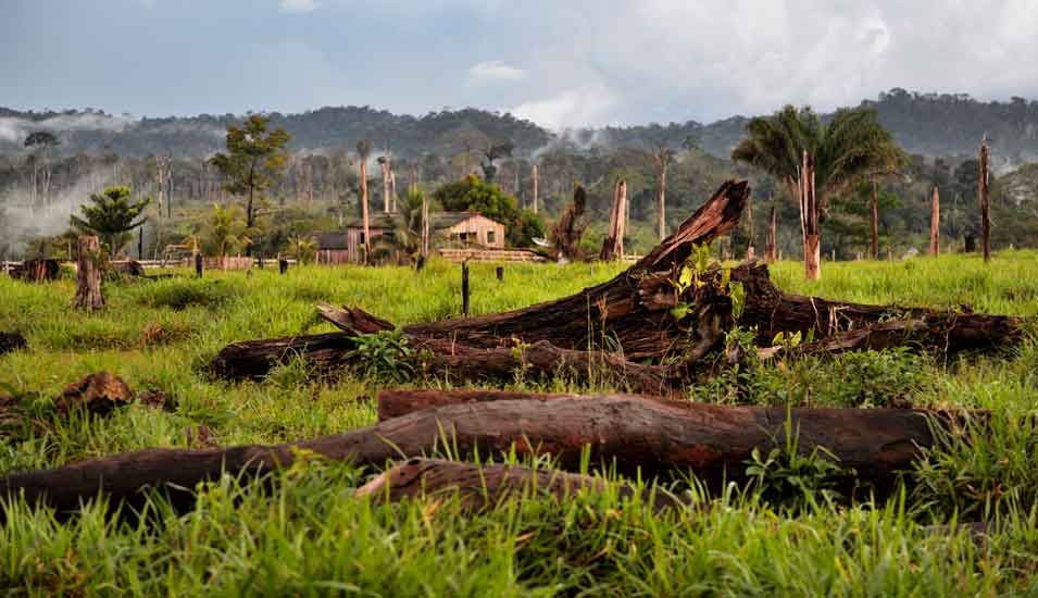 abgeholzte Fläche im Amazonas-Regenwald in Brasilien